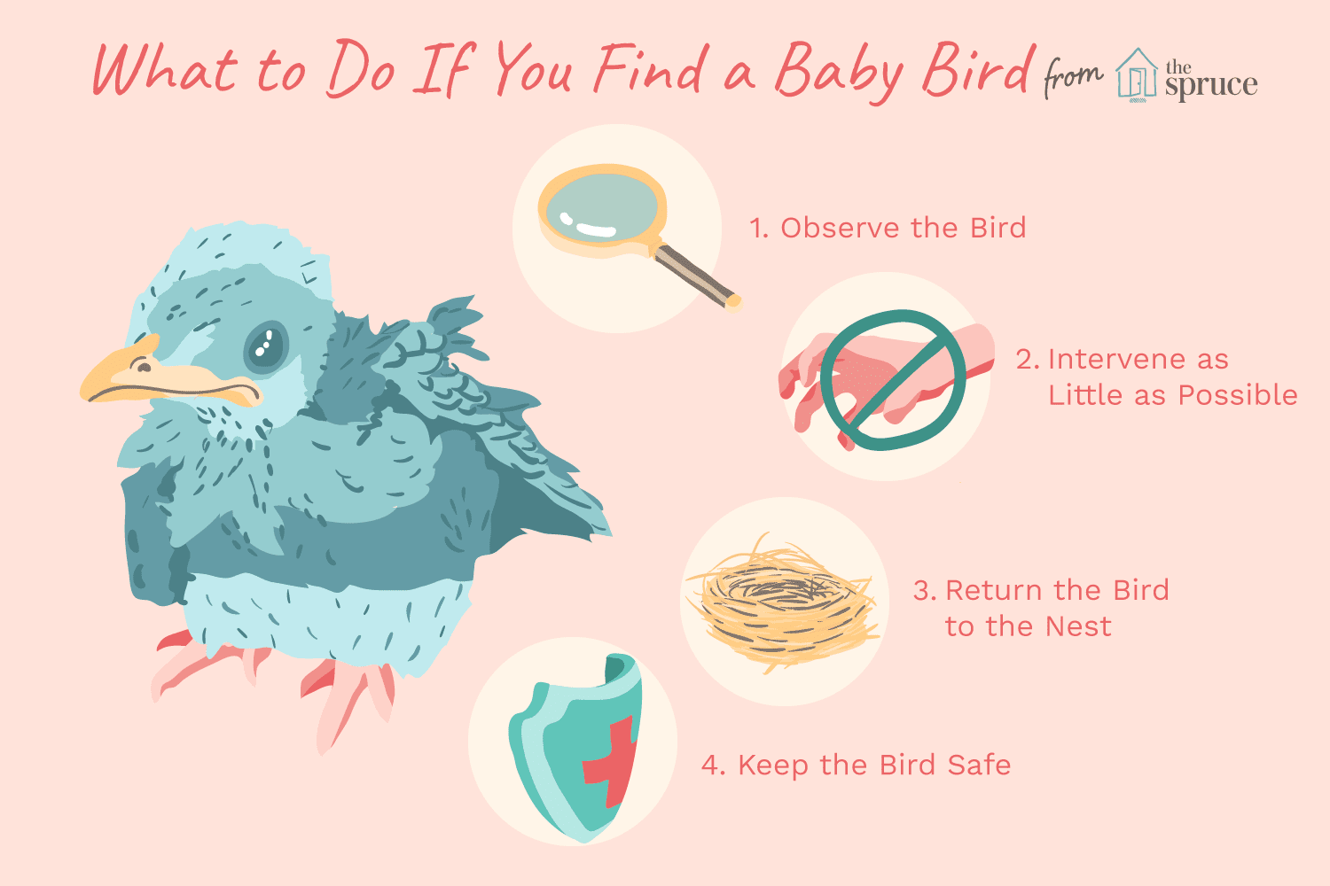 What to do if you see a bird on the ground?