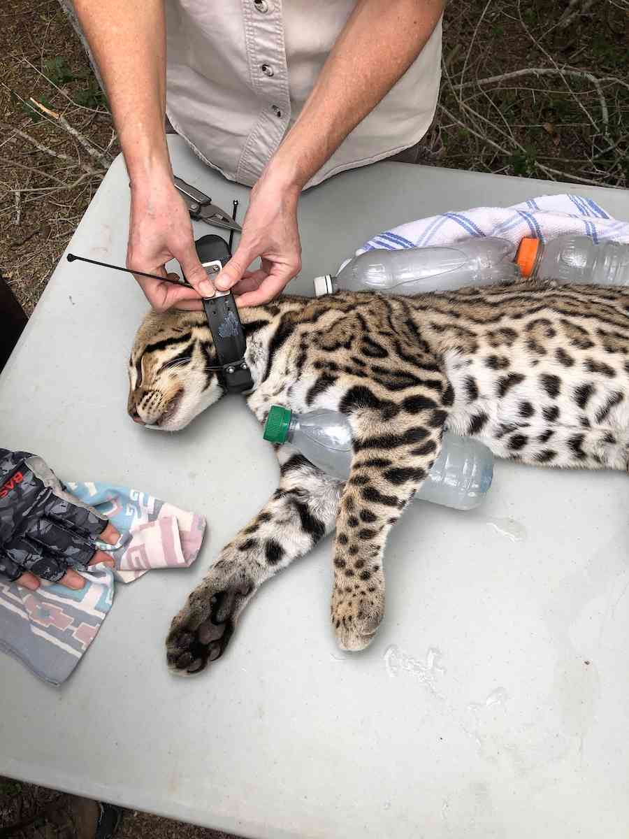 What to do if you see a ocelot?