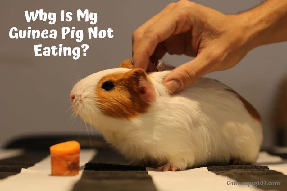 What to do if your guinea pig is not eating or drinking?