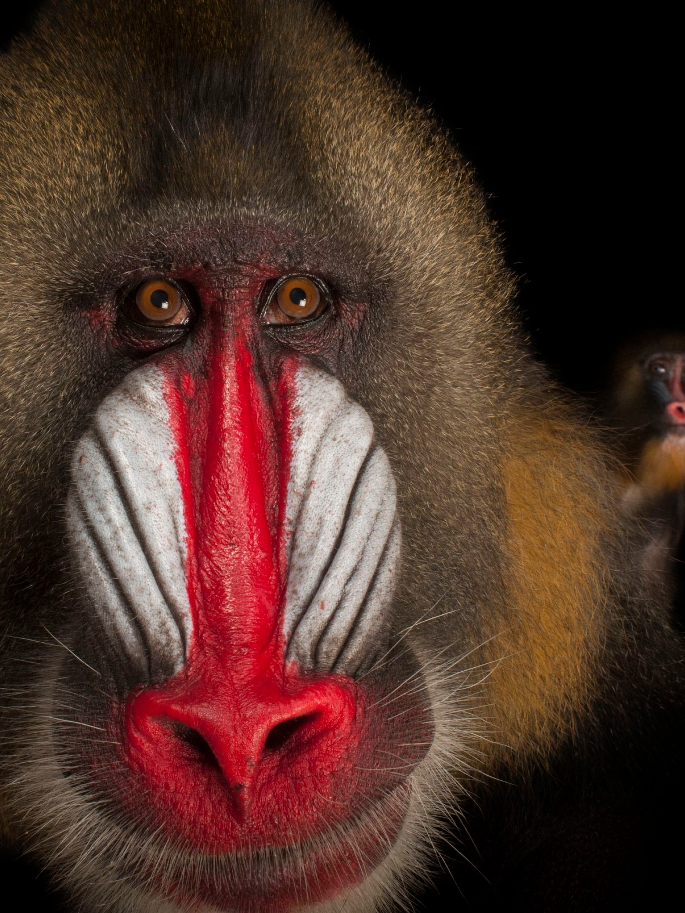 What type of animal is a mandrill?