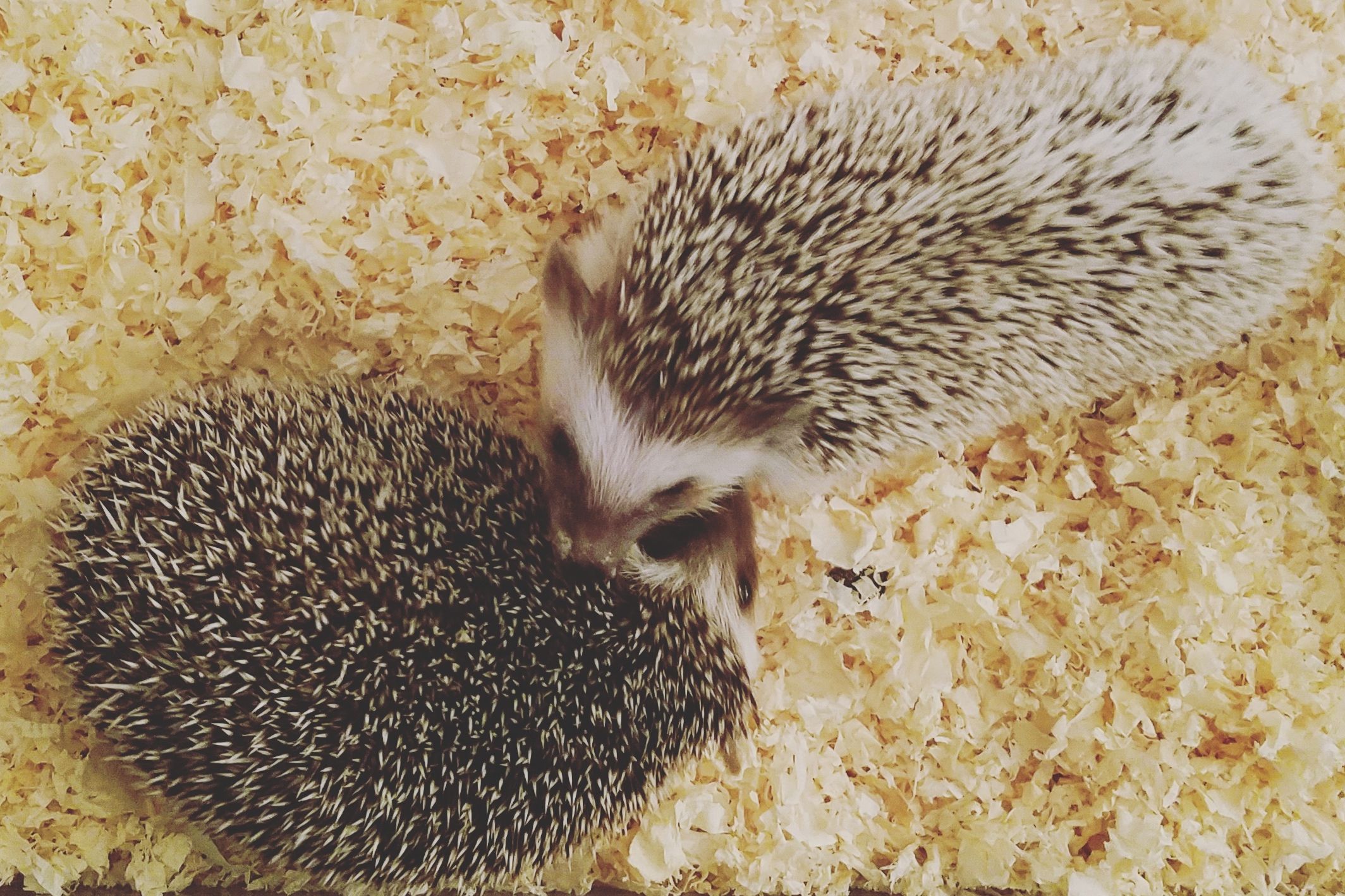 What type of bedding or litter material is best for hedgehogs?