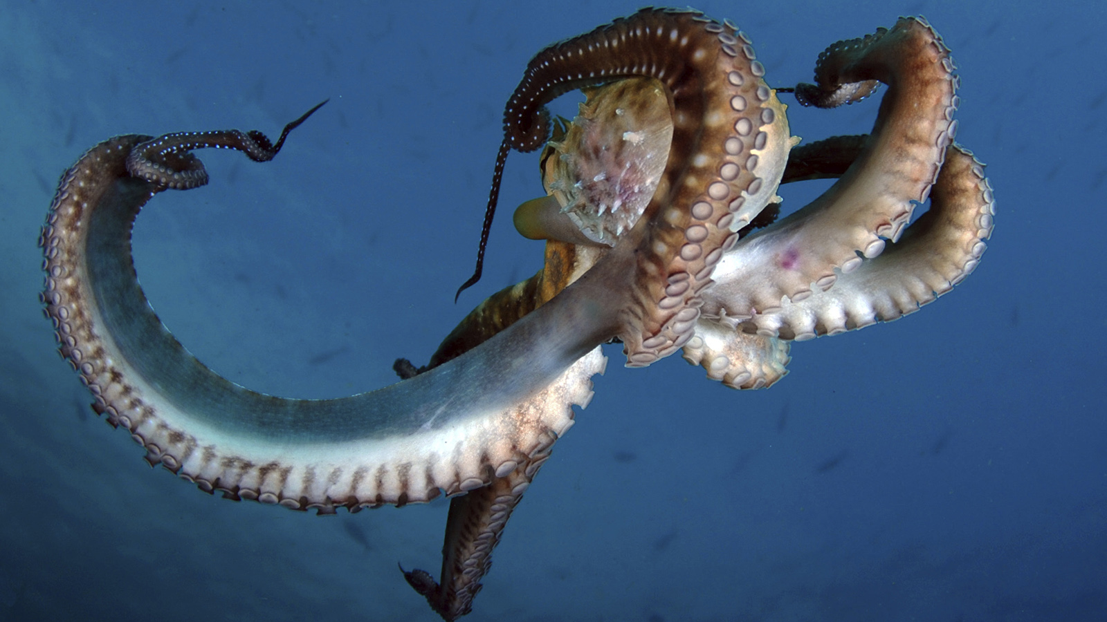 What type of blood does an octopus have?