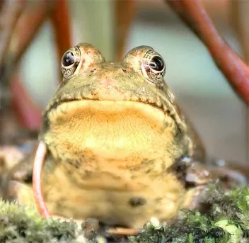 What type of frog never sleeps?