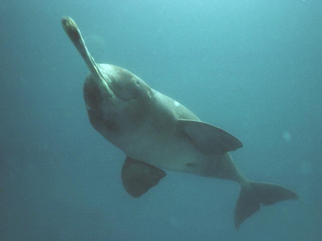 What type of habitat does the Ganges River dolphin live in?