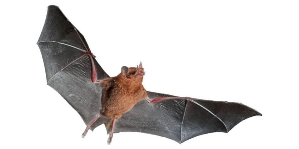 What type of mammals can fly?