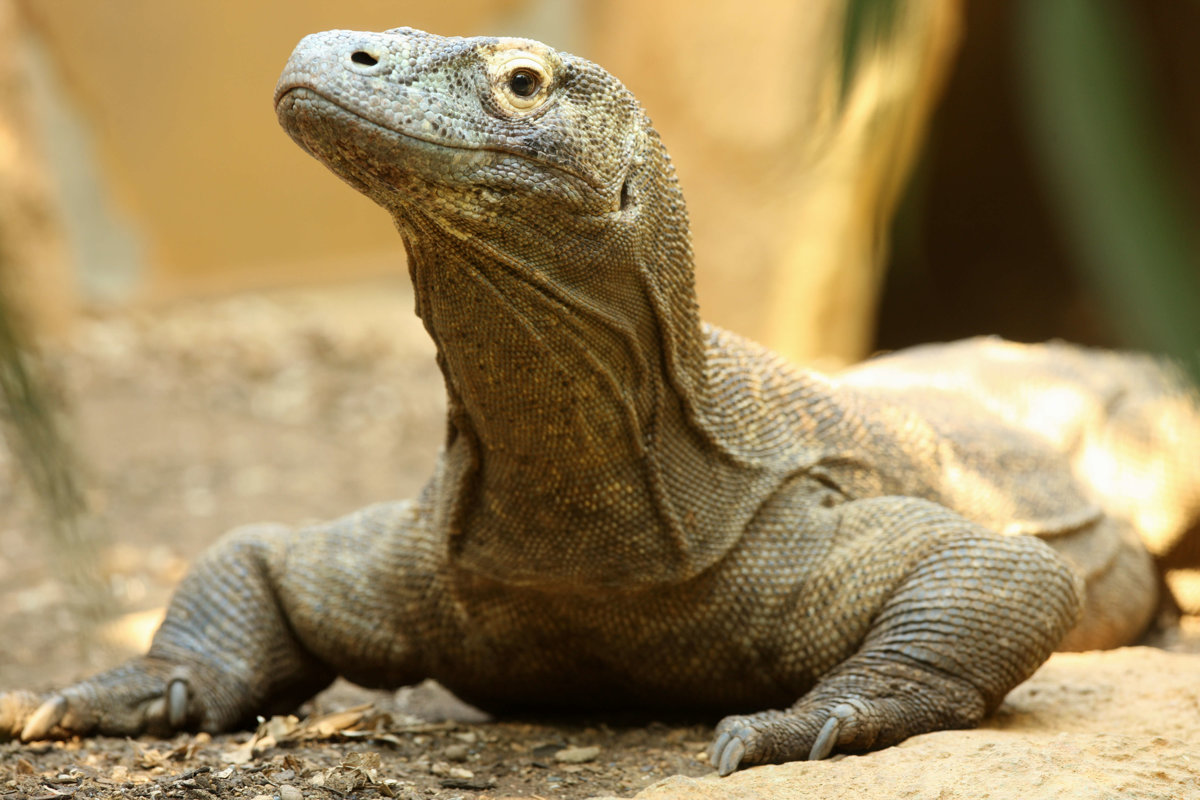 What type of reptile is a Komodo dragon?