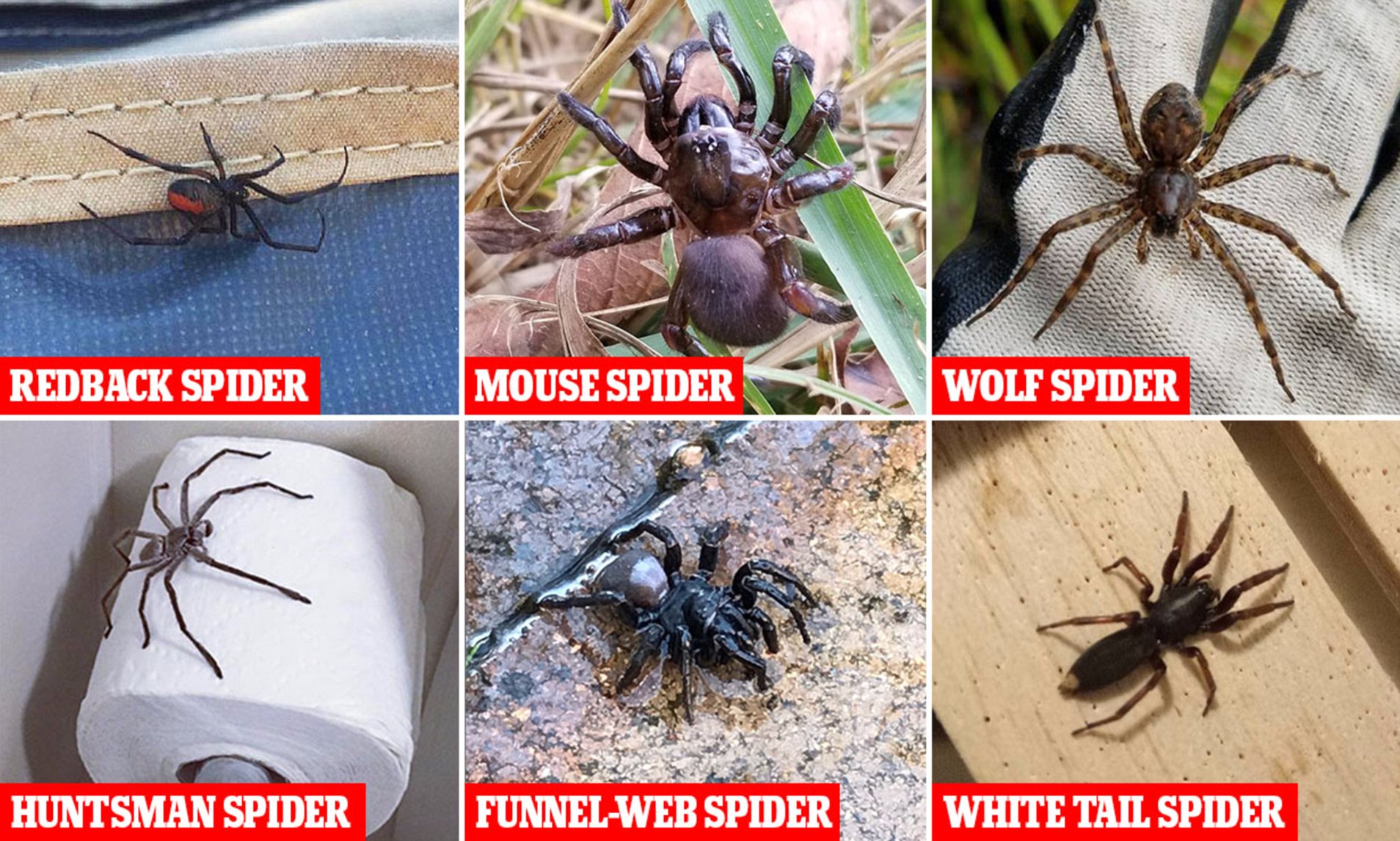 What type of spiders can kill you?