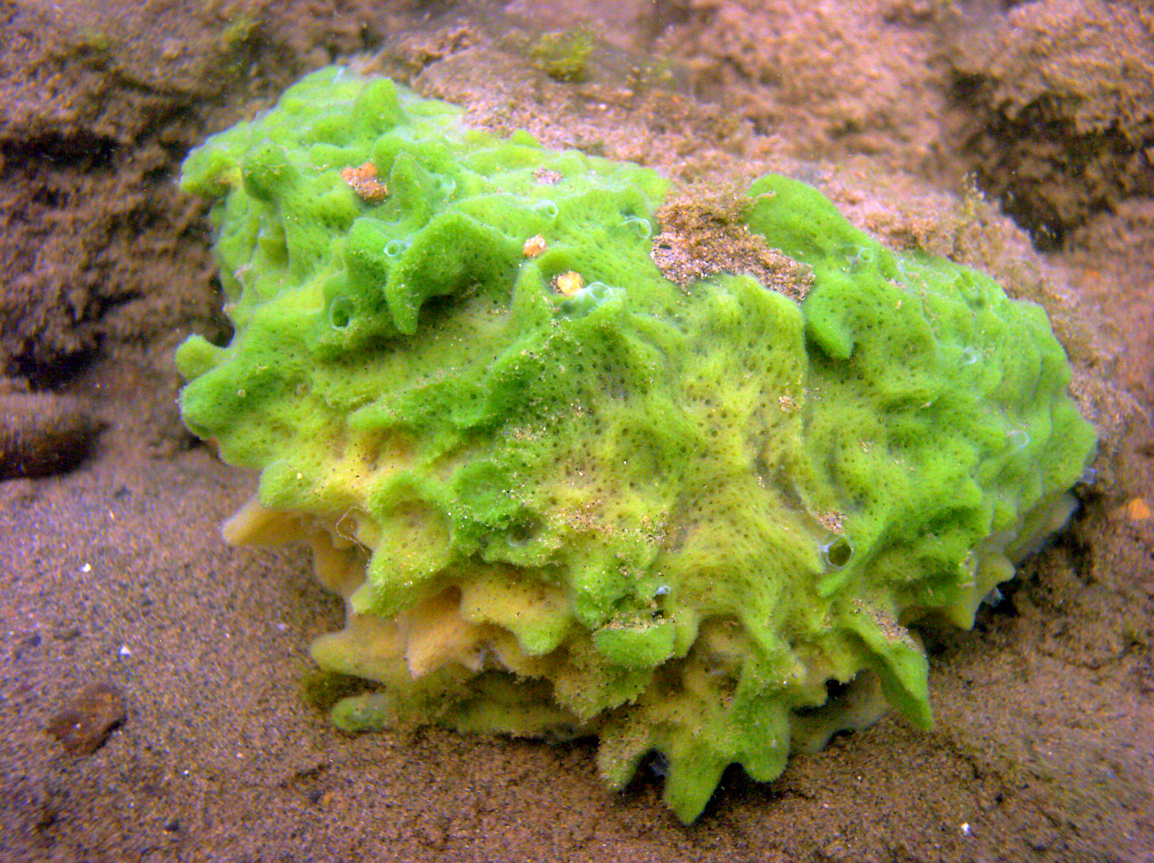 What type of sponge is a freshwater sponge?