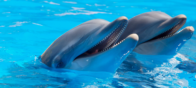 What type of water do dolphins like?