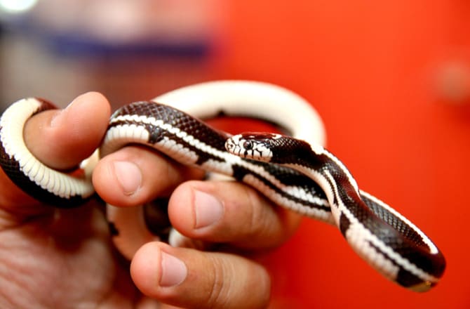 What types of pet snakes stay small?