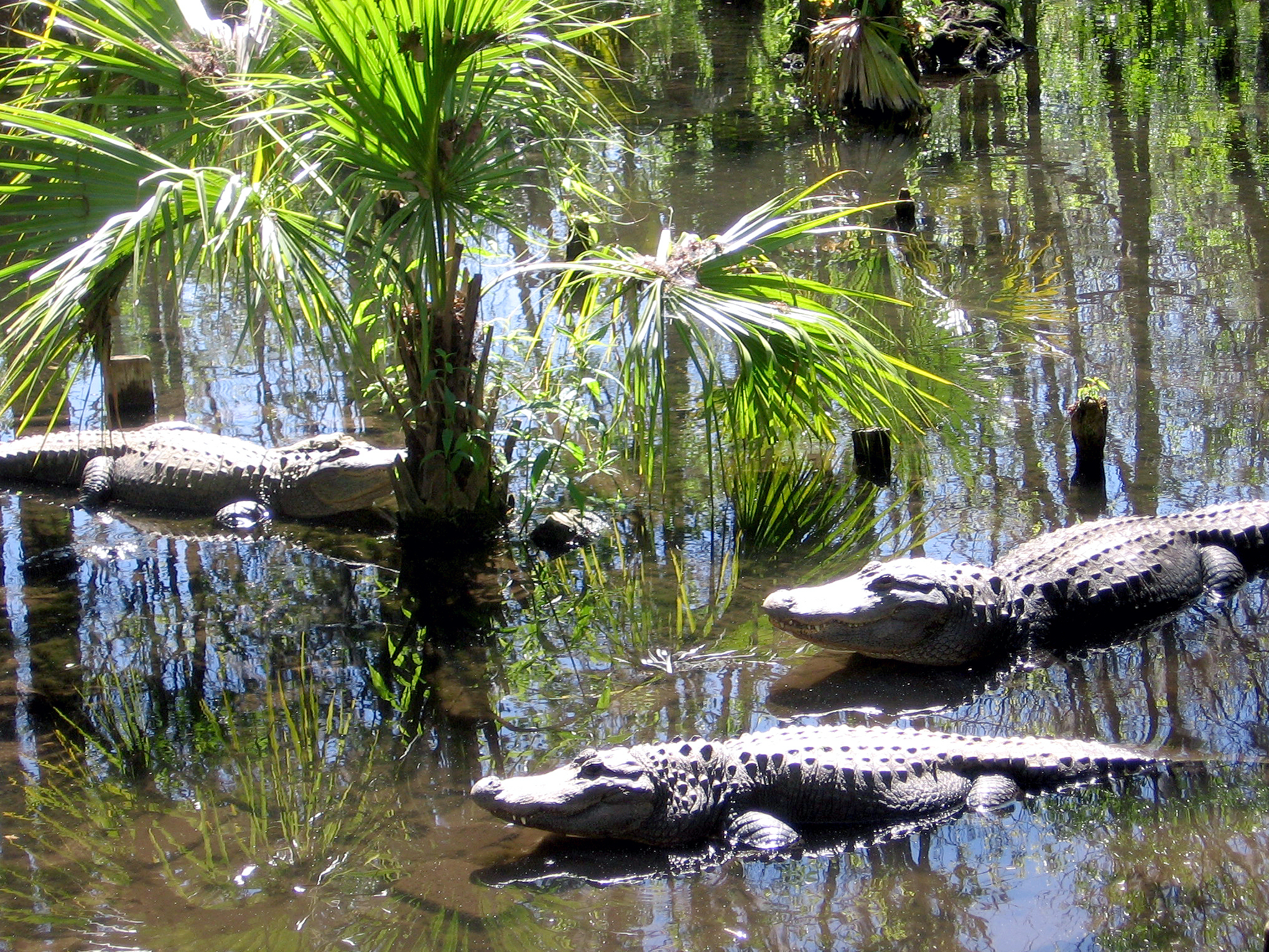 What was filmed at Silver Springs Florida?