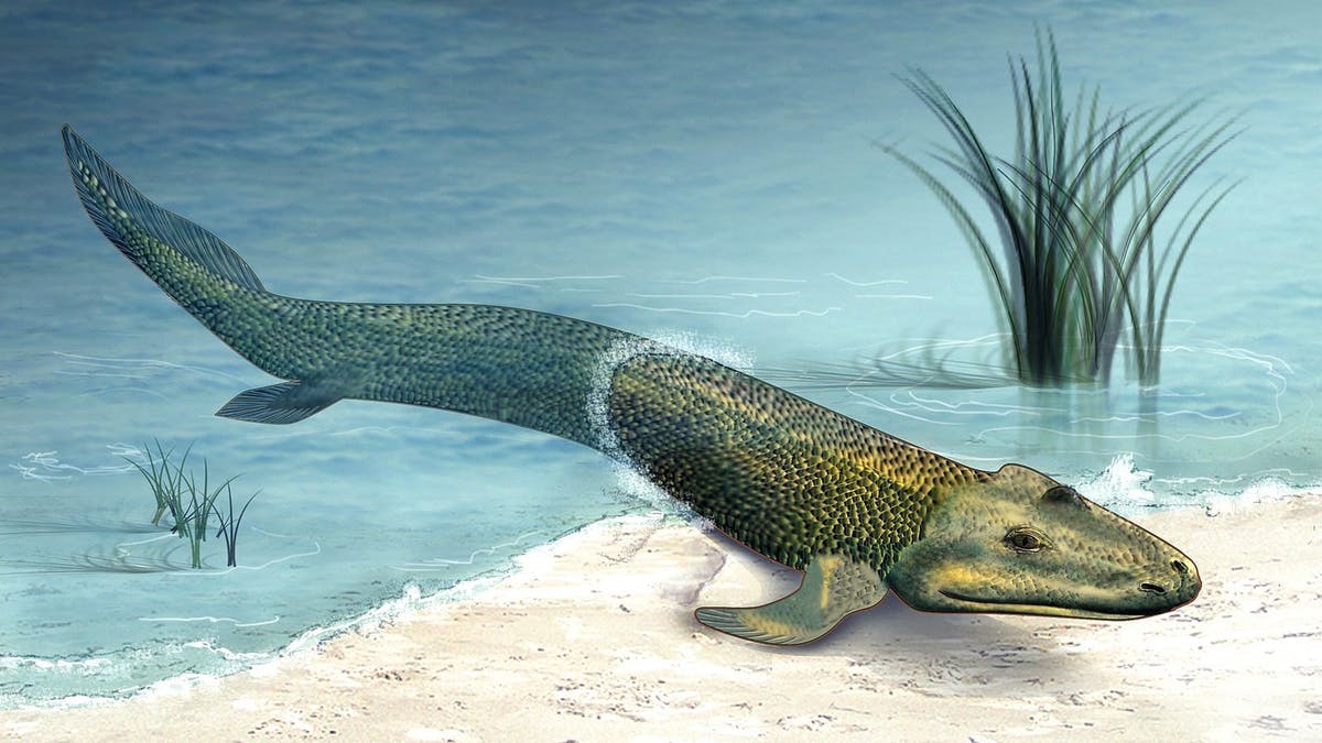 What was the first fish to walk on land?