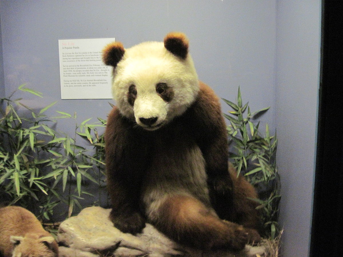 What was the first panda name?