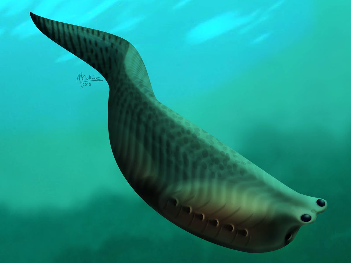 What was the first type of fish?