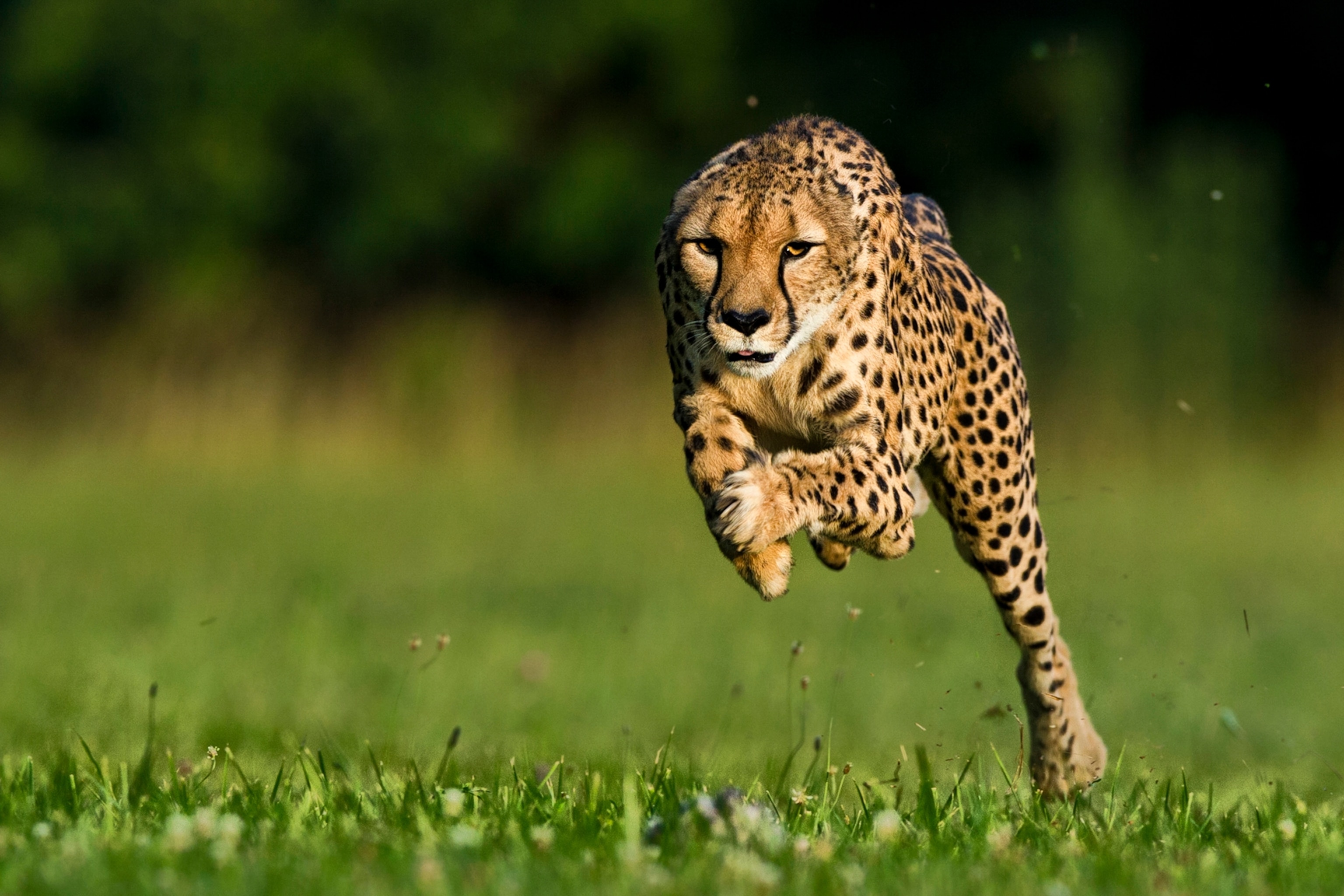 What was the name of the cheetah that has recorded the fastest speed?