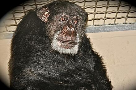What was the name of the chimpanzee in Tarzan movies?