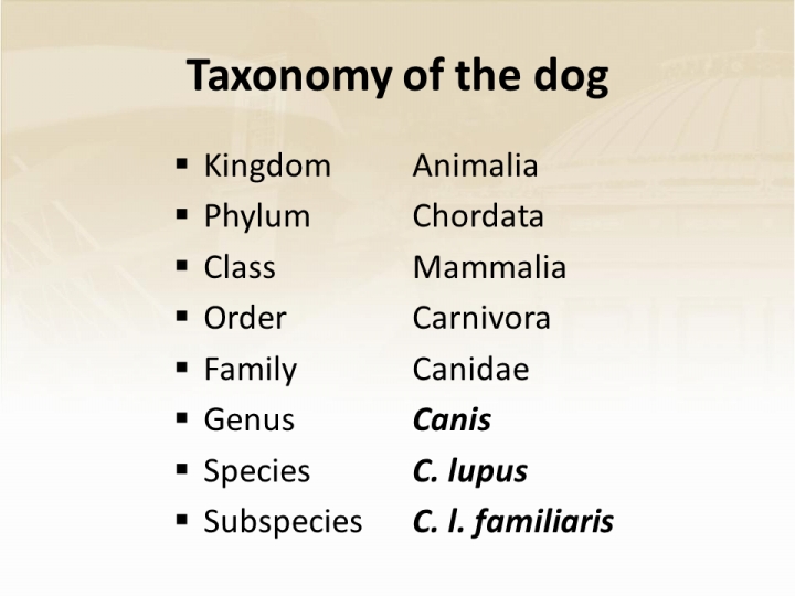 What was the scientific classification of the dog before Linnaeus?