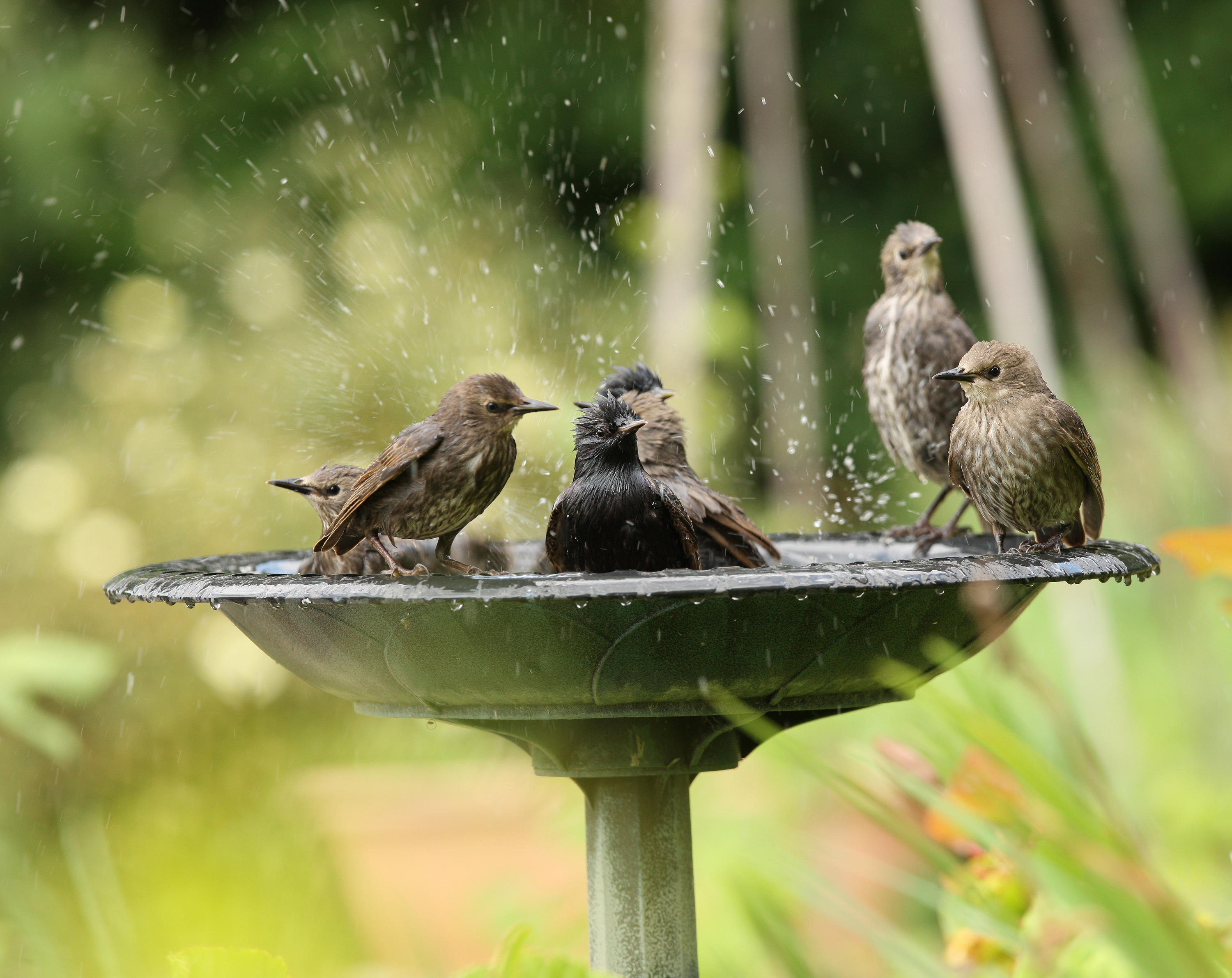 What water is best for birds?