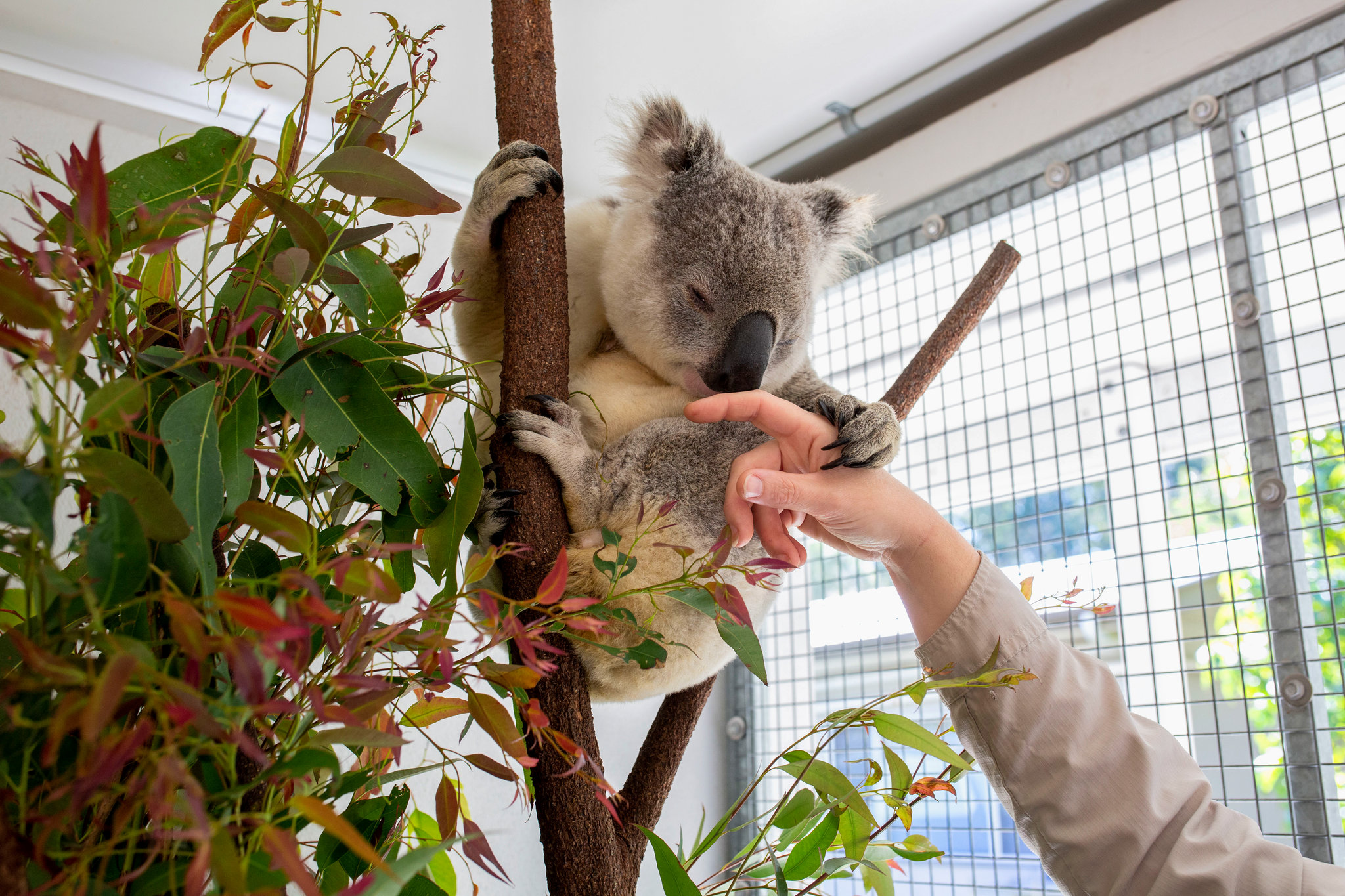 What would a koala say to humans?