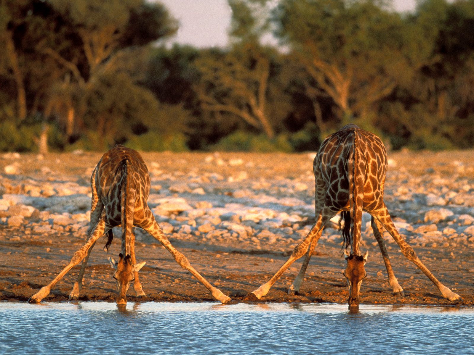 What would happen if giraffes had elastic blood vessels?