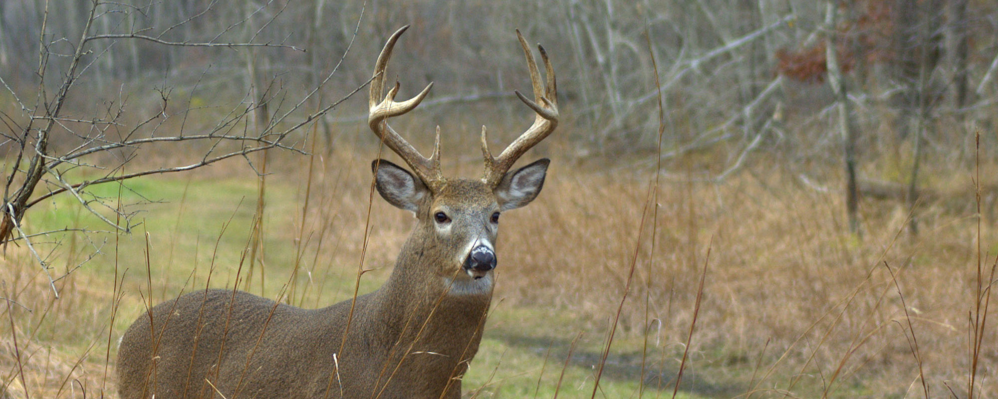 What would happen if only older male deer were harvested?