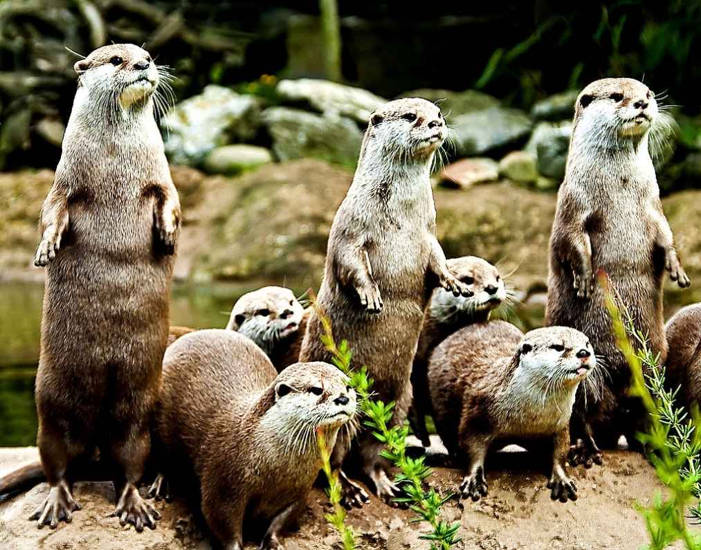 What would you call a group of otters?