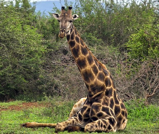 What zoo animal has the highest blood pressure?