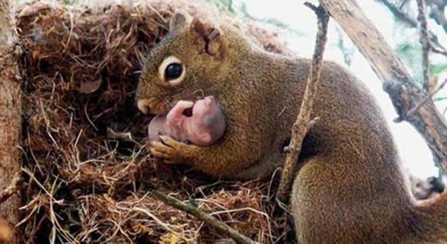What's a group of baby squirrels called?