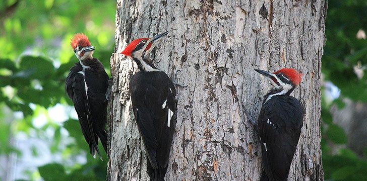 What's a group of woodpeckers called?