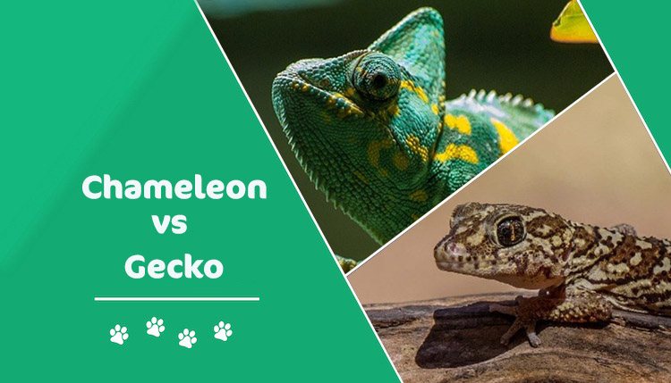 What's the difference between a lizard and a chameleon?