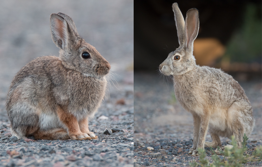 What's the difference between a rabbit and a hare?