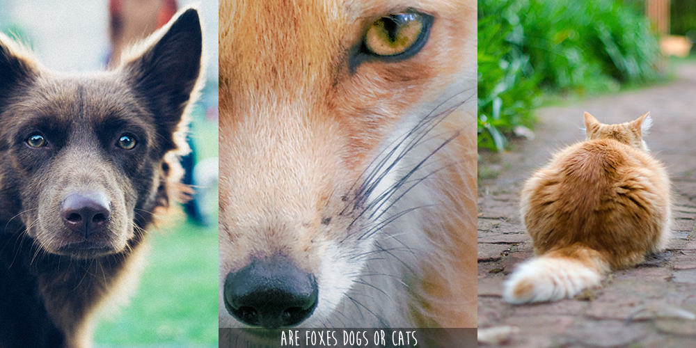 What's the difference between being called a cat and a Fox?