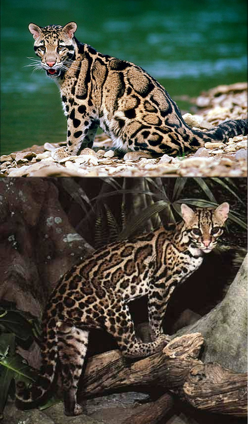 What's the difference between ocelot and leopard?