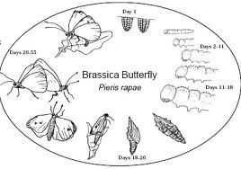 What's the life cycle of a cabbage white butterfly?