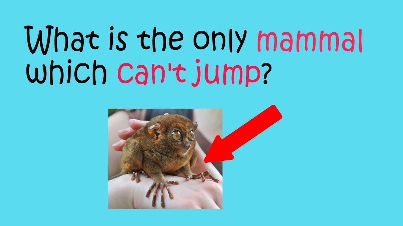 What's the only mammal that can't jump 1 word s?