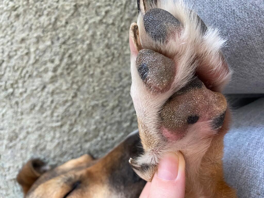 What's wrong with my dogs paws?