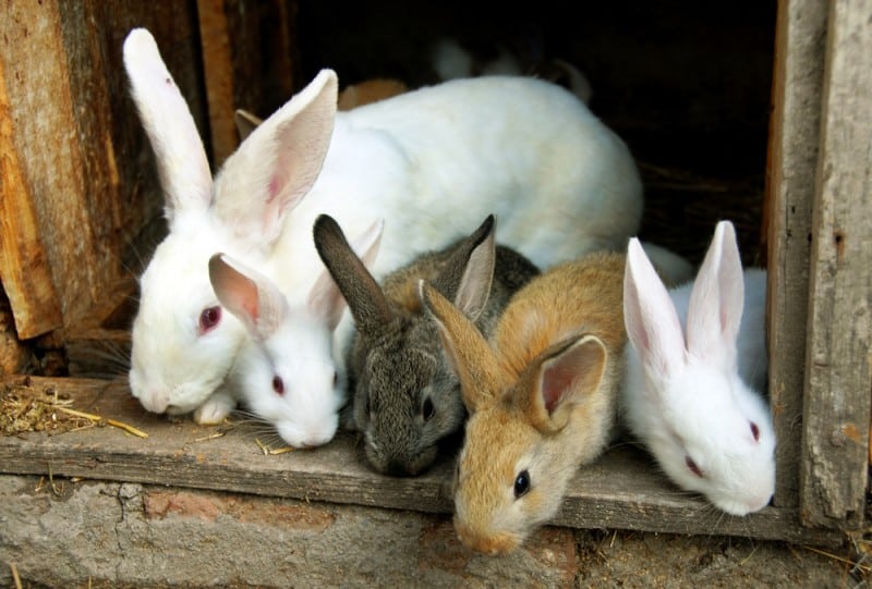 When can you take a baby rabbit away from its mother?
