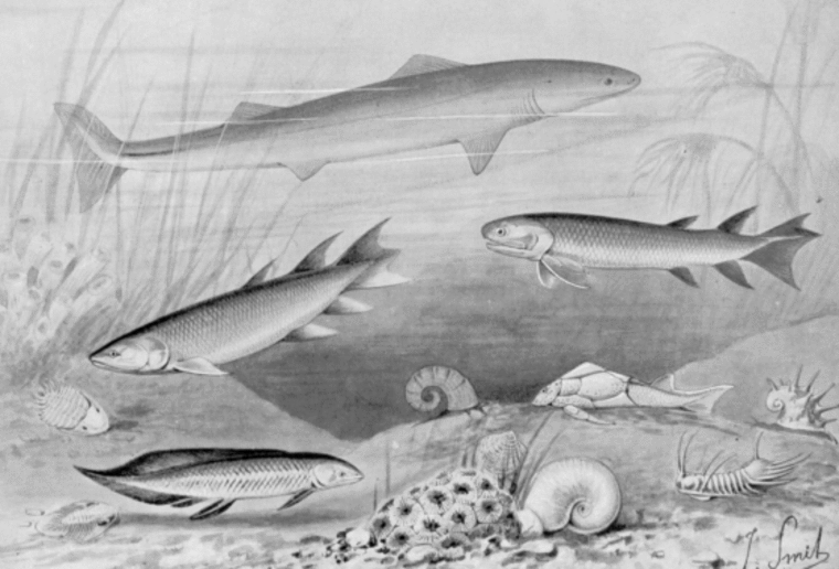When did the first fish appear in the fossil record?