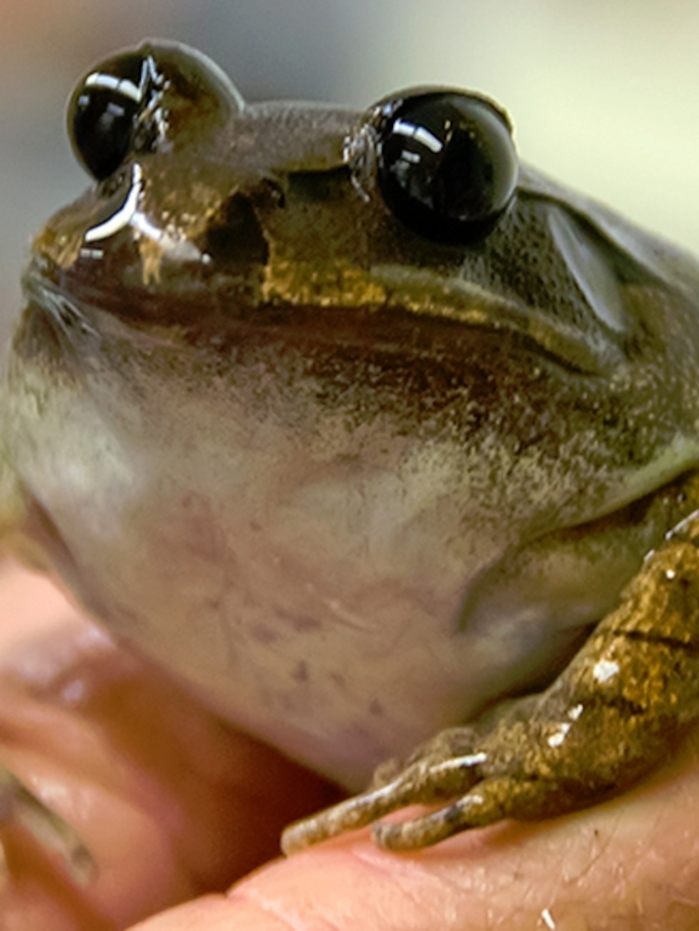 When did the gastric-brooding frog become extinct?