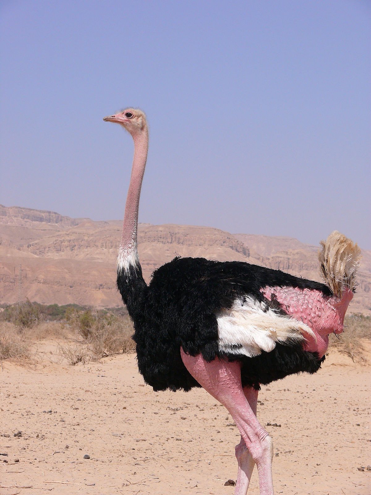 When did the ostrich become extinct?