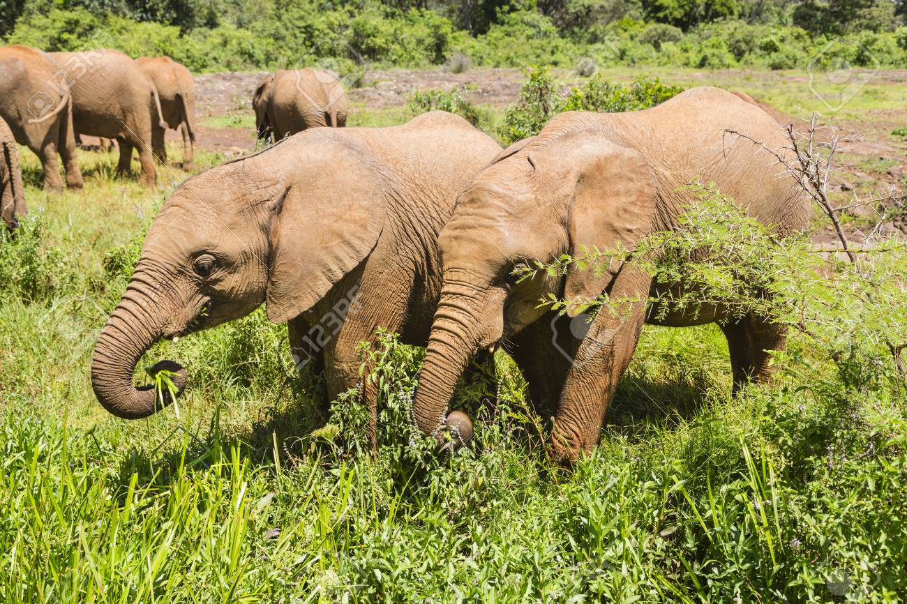 When do baby elephants start eating plants?