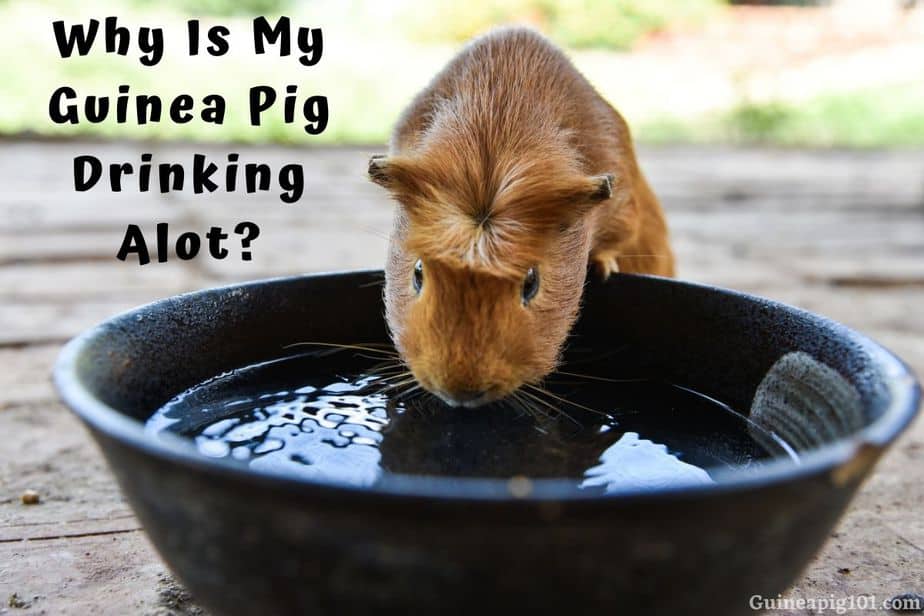 When do guinea pigs start drinking water?