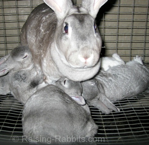 When do Rabbits wean from mother to baby?