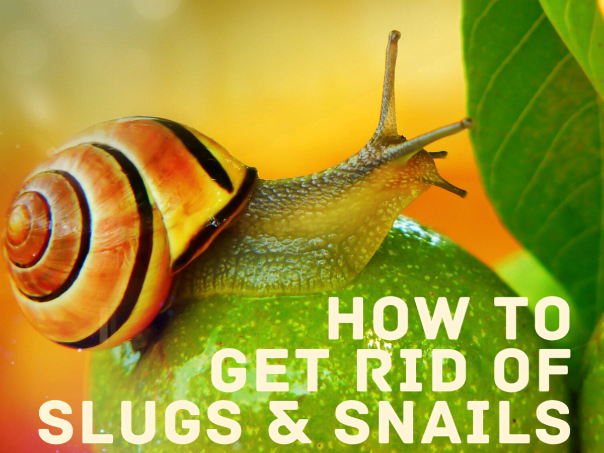 When is the best time to kill slugs and snails?