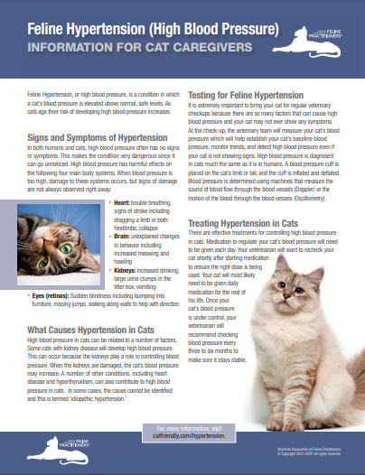 When to take your cat to the vet for hypertension?