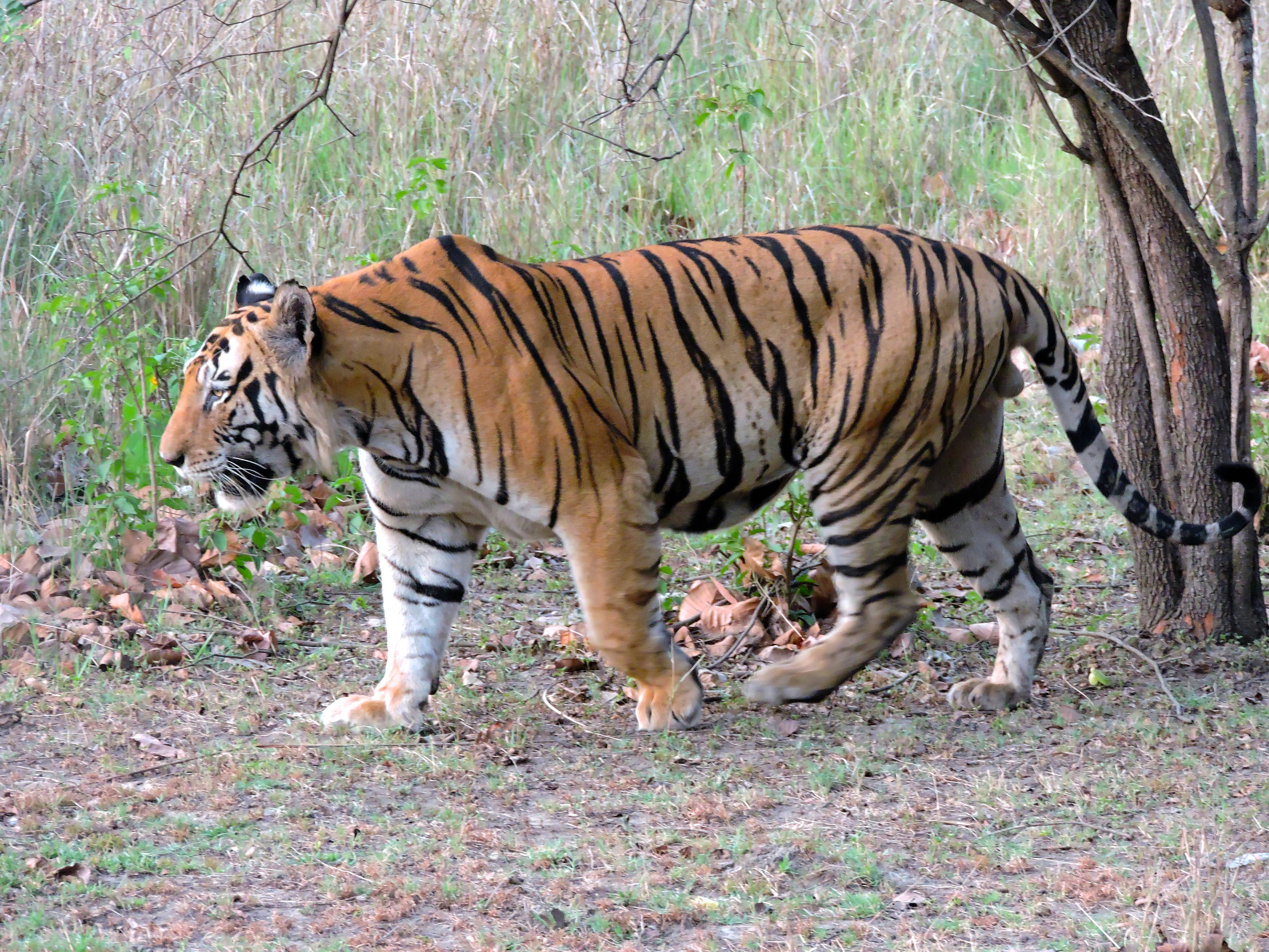 When was the Bengal tiger first discovered?