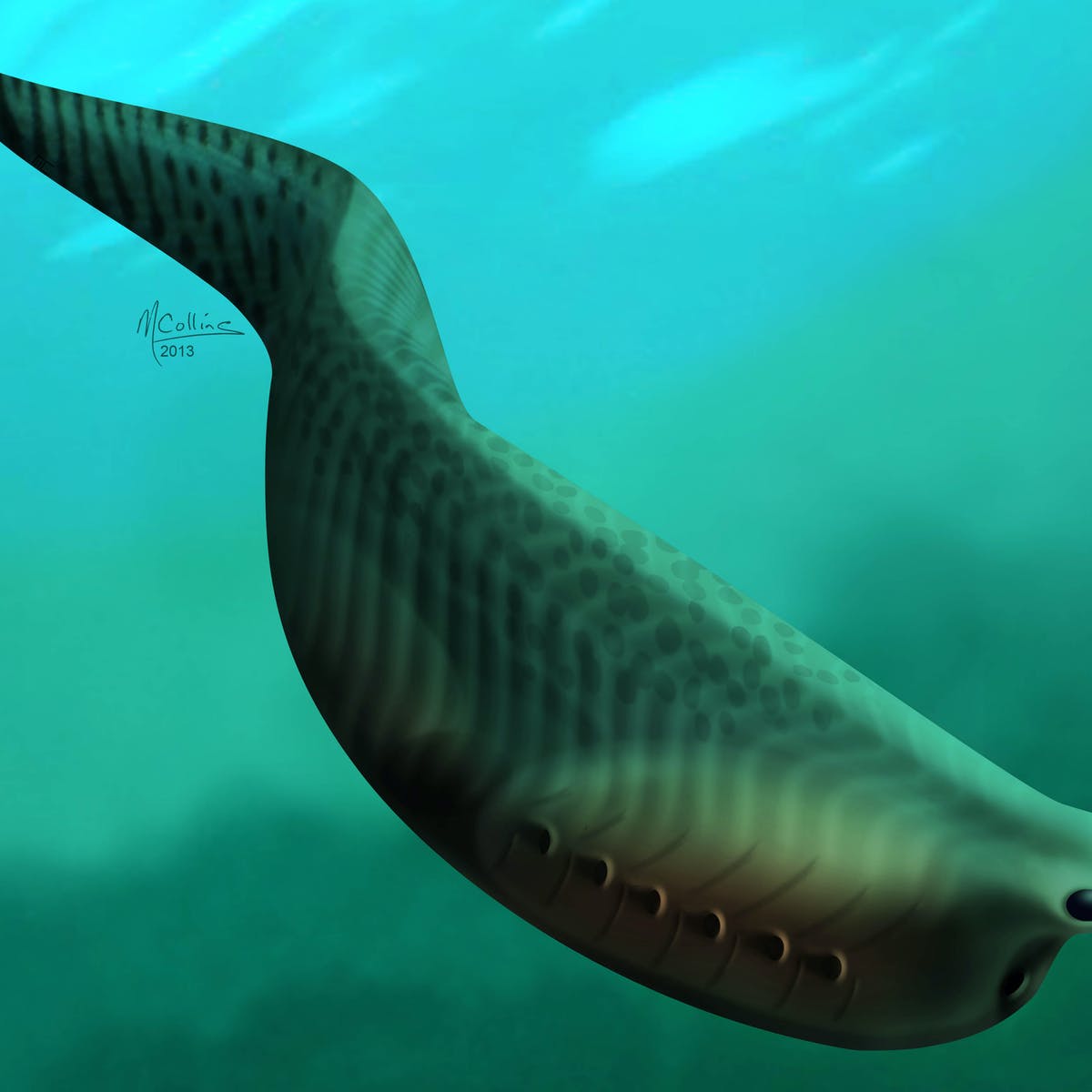 When was the first fish fossil found?