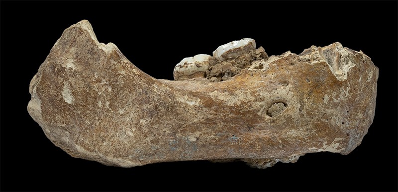 When was the largest hominid jaw ever found?