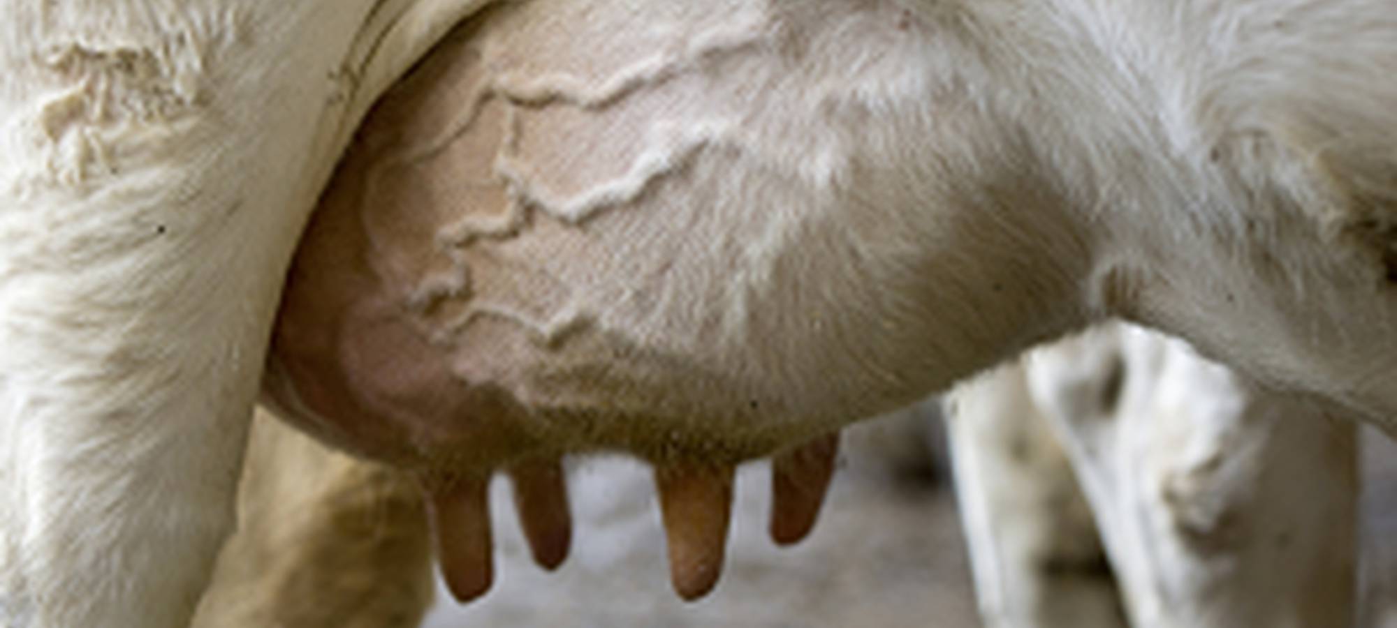 When you are looking at a dairy cow's teats they should be?