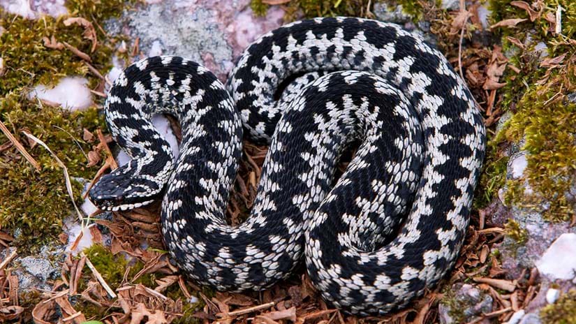 Where are adders found in the UK?
